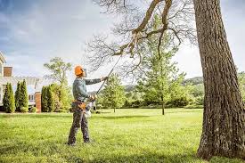 How Our Tree Care Process Works  in  Winter Springs, FL