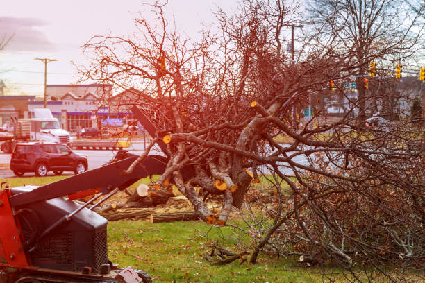 Leaf Removal in Winter Springs, FL