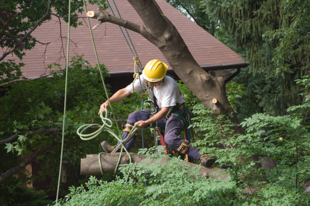 Best Fruit Tree Pruning  in Winter Springs, FL